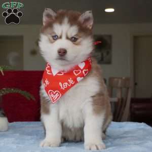 Rocky, Siberian Husky Puppy