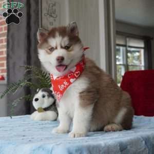 Rocky, Siberian Husky Puppy