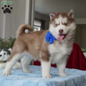 Rocky, Siberian Husky Puppy