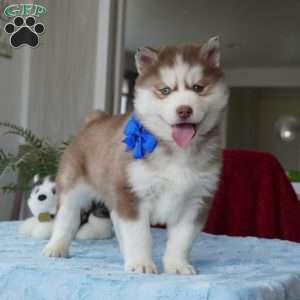 Rocky, Siberian Husky Puppy