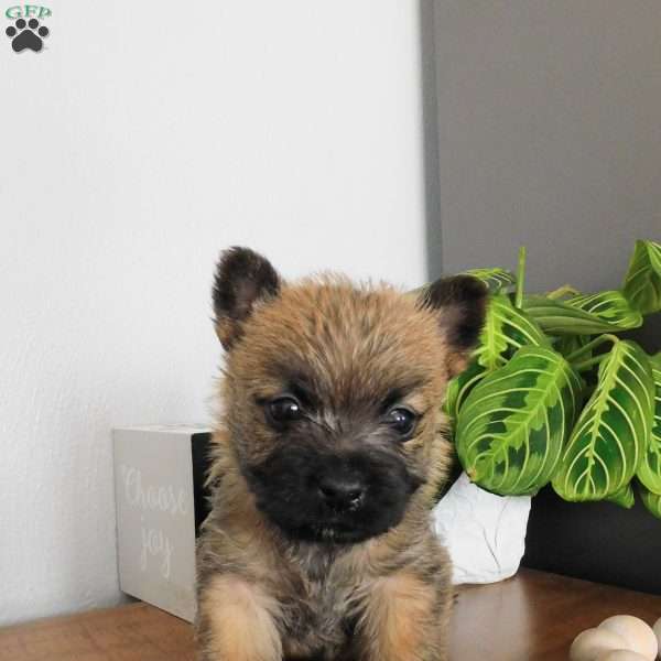 Valor, Cairn Terrier Puppy