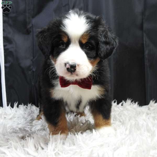 Teddy, Bernese Mountain Dog Puppy