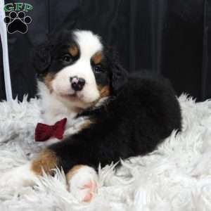 Teddy, Bernese Mountain Dog Puppy