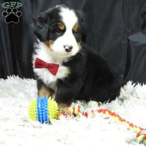 Teddy, Bernese Mountain Dog Puppy