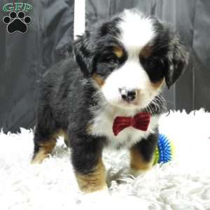 Teddy, Bernese Mountain Dog Puppy