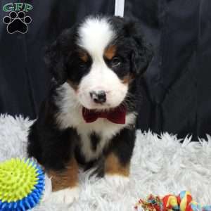 Teddy, Bernese Mountain Dog Puppy