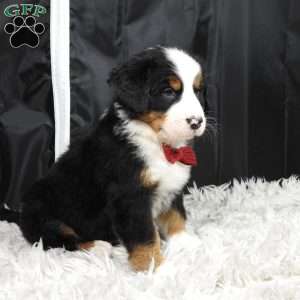 Teddy, Bernese Mountain Dog Puppy