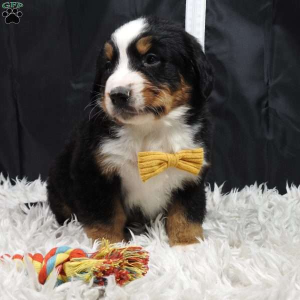 Gunther, Bernese Mountain Dog Puppy