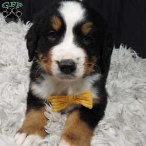 Gunther, Bernese Mountain Dog Puppy