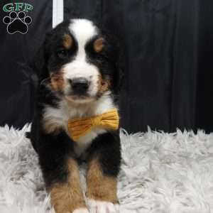 Gunther, Bernese Mountain Dog Puppy