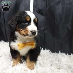 Gunther, Bernese Mountain Dog Puppy