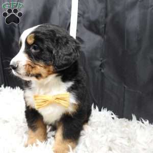 Gunther, Bernese Mountain Dog Puppy