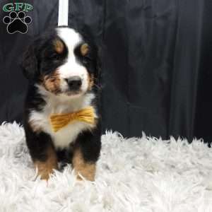 Gunther, Bernese Mountain Dog Puppy