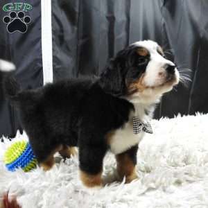 Wesson, Bernese Mountain Dog Puppy