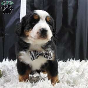 Wesson, Bernese Mountain Dog Puppy