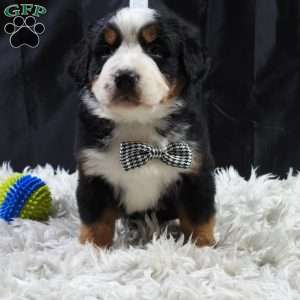 Wesson, Bernese Mountain Dog Puppy