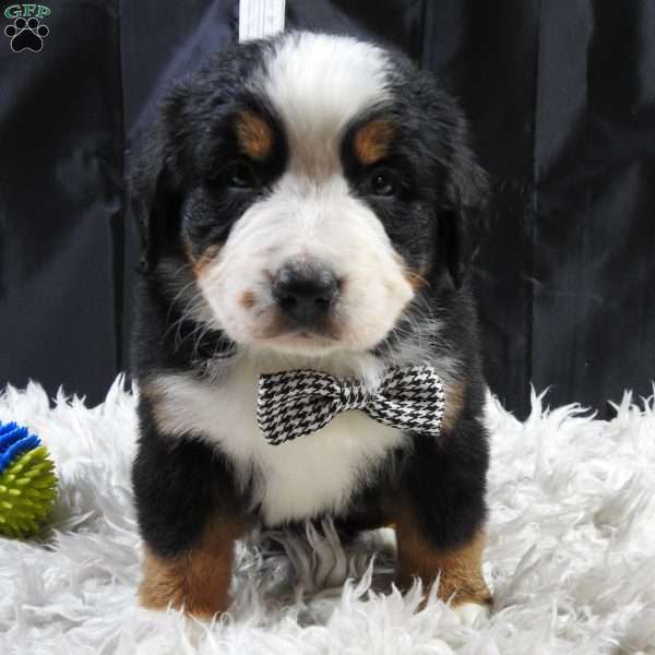 Wesson, Bernese Mountain Dog Puppy