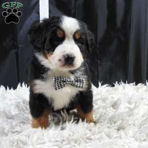 Wesson, Bernese Mountain Dog Puppy