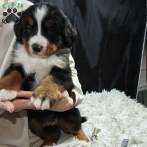 Boudry, Bernese Mountain Dog Puppy