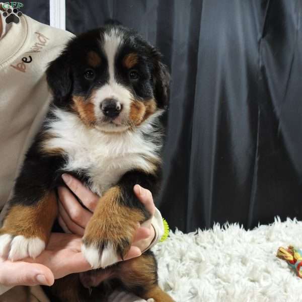 Boudry, Bernese Mountain Dog Puppy