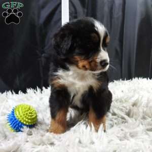 Boudry, Bernese Mountain Dog Puppy