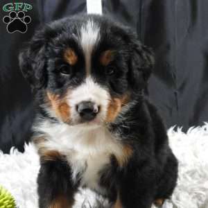 Boudry, Bernese Mountain Dog Puppy