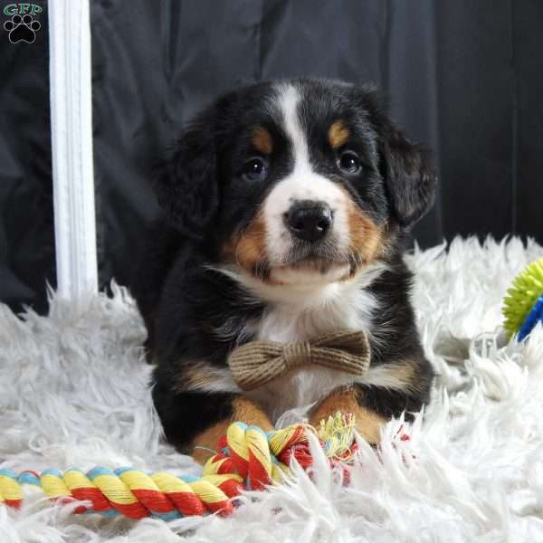 Charlie, Bernese Mountain Dog Puppy