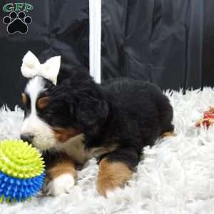 Willow, Bernese Mountain Dog Puppy