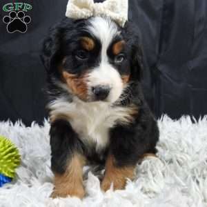 Willow, Bernese Mountain Dog Puppy