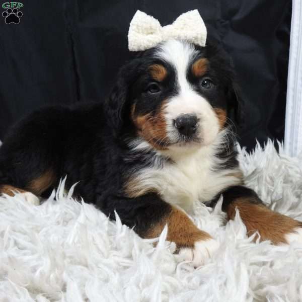 Willow, Bernese Mountain Dog Puppy