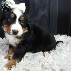 Willow, Bernese Mountain Dog Puppy