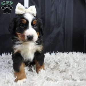 Willow, Bernese Mountain Dog Puppy