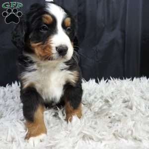 Boudry, Bernese Mountain Dog Puppy