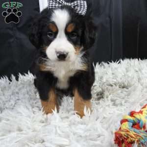 Holly, Bernese Mountain Dog Puppy