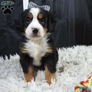 Holly, Bernese Mountain Dog Puppy