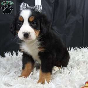 Holly, Bernese Mountain Dog Puppy