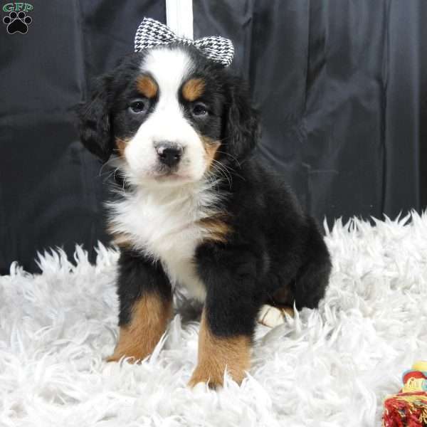 Holly, Bernese Mountain Dog Puppy