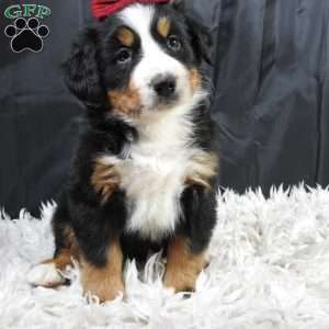 Basel, Bernese Mountain Dog Puppy