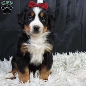 Basel, Bernese Mountain Dog Puppy