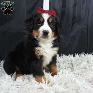 Basel, Bernese Mountain Dog Puppy