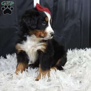 Basel, Bernese Mountain Dog Puppy