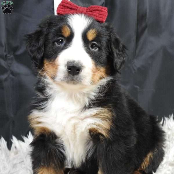 Basel, Bernese Mountain Dog Puppy