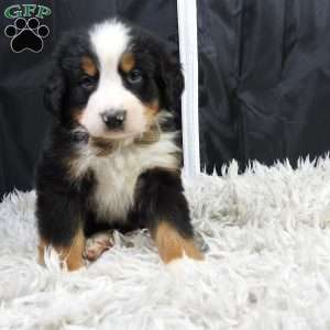 Winston, Bernese Mountain Dog Puppy