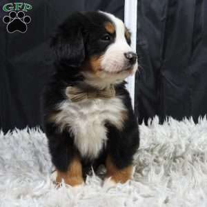 Winston, Bernese Mountain Dog Puppy