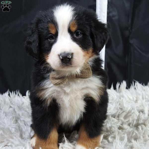 Winston, Bernese Mountain Dog Puppy