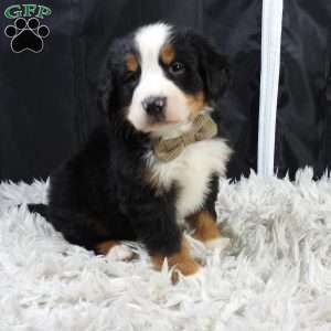 Winston, Bernese Mountain Dog Puppy