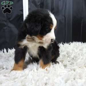 Monte, Bernese Mountain Dog Puppy