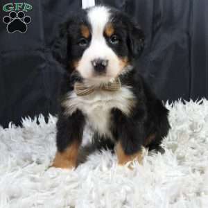 Winston, Bernese Mountain Dog Puppy