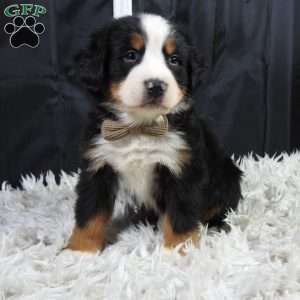 Winston, Bernese Mountain Dog Puppy