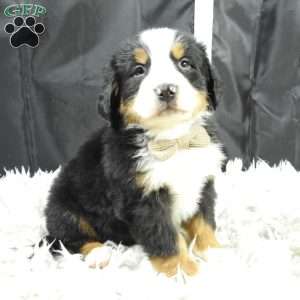 Winston, Bernese Mountain Dog Puppy